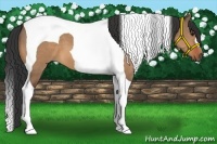 Horse Color:Bay Dun Tobiano
