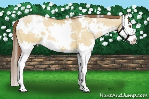 Horse Color:White Spotted Bay Pearl Dun Sabino Splash 