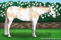 Horse Color:White Spotted Bay Pearl Dun Sabino Splash 