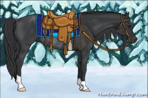 Horse Color:Black Rabicano
