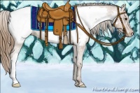 Horse Color:Black Pearl Appaloosa