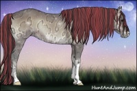 Horse Color:Painted Buckskin Ice Onyx 
