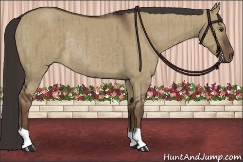 Horse Color:Liver Red Dun Rabicano Brindle