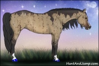 Horse Color:Brown Dun Sabino 