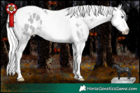 Horse Color:Sable Champagne Chinchilla Dun Splash Tobiano Appaloosa Rabicano 