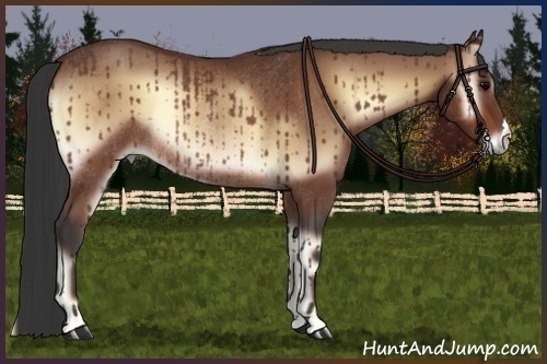 Horse Color:Bay Onyx Rabicano 