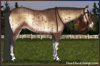 Horse Color:Bay Onyx Rabicano 
