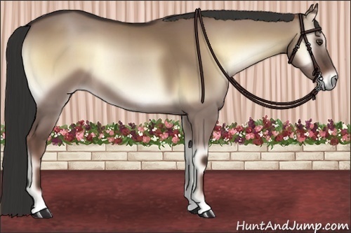 Horse Color:Liver Red Dun Onyx 