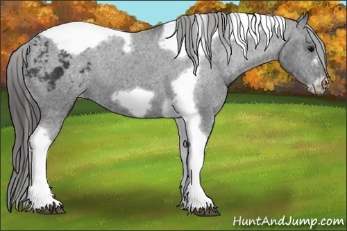 Horse Color:Black Tobiano Frame Appaloosa 