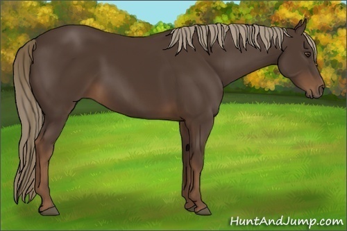 Horse Color:Liver Chestnut 
