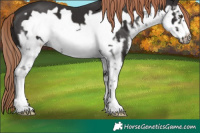 Horse Color:White Spotted Liver Chestnut Frame 