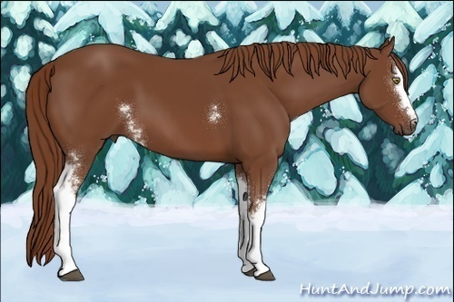 Horse Color:White Spotted Chestnut 