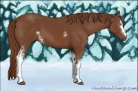 Horse Color:White Spotted Chestnut