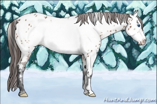 Horse Color:Bay Frame Appaloosa 