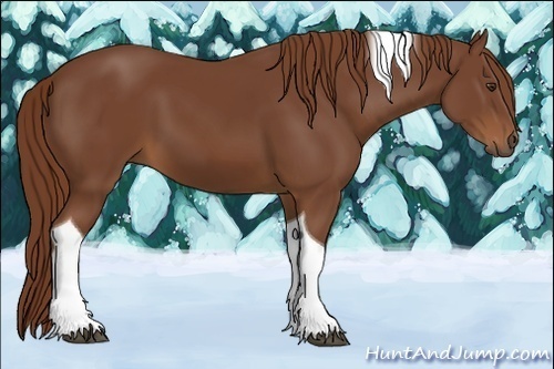 Horse Color:Chestnut Tobiano 