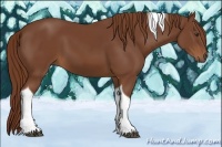 Horse Color:Chestnut Tobiano