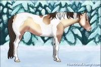 Horse Color:Amber Champagne Onyx Tobiano 