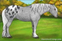 Horse Color:Silver Black Chinchilla Appaloosa 