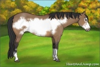 Horse Color:Bay Dun Frame 