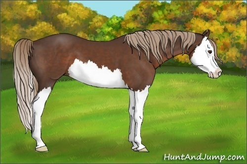 Horse Color:Liver Chestnut Splash 