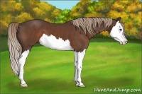 Horse Color:Liver Chestnut Splash 