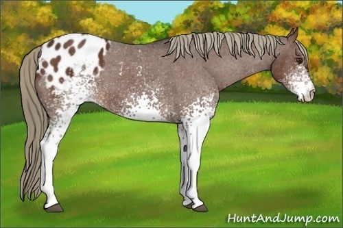 Horse Color:White Spotted Liver Chestnut Varnish 