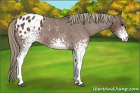 Horse Color:White Spotted Liver Chestnut Varnish 