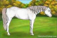 Horse Color:White Spotted Silver Grullo Splash 