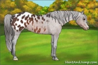 Horse Color:Bay Appaloosa 