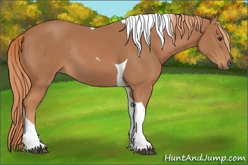 Horse Color:Chestnut Tobiano Rabicano 
