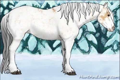 Horse Color:Bay Dun Sabino Rabicano 