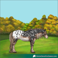 Horse Color:Liver Chestnut Appaloosa