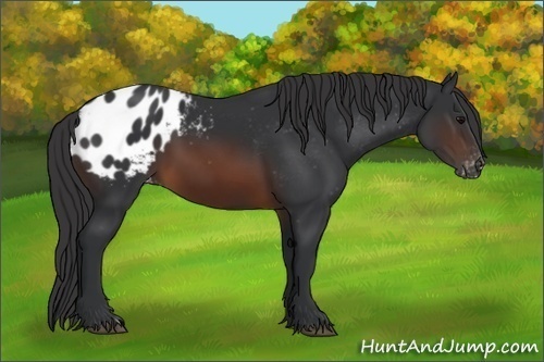 Horse Color:Brown Appaloosa 