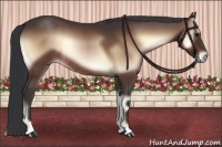 Horse Color:Bay Onyx Rabicano 