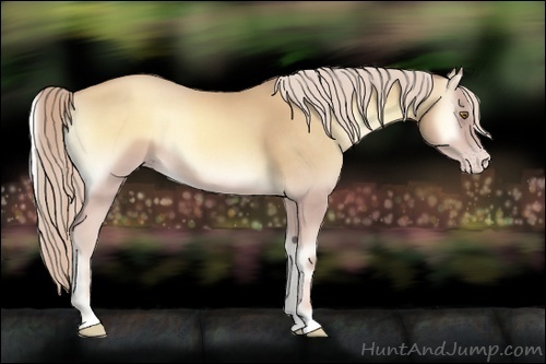 Horse Color:Gold Cream Champagne Onyx 
