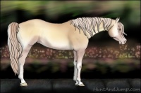 Horse Color:Gold Cream Champagne Onyx 