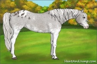 Horse Color:White Spotted Silver Smoky Black Appaloosa 