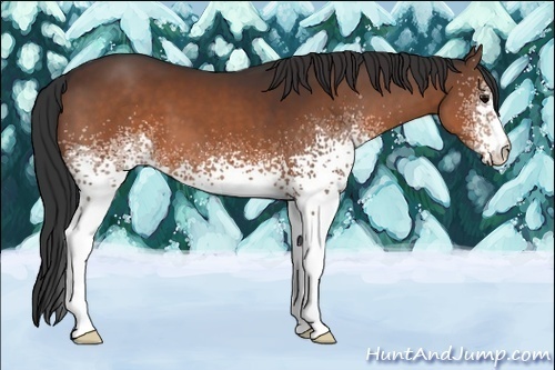 Horse Color:White Spotted Brown 