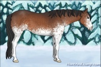 Horse Color:White Spotted Brown 