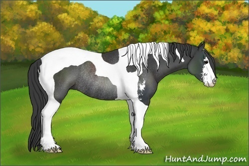 Horse Color:Black Sabino Tobiano Rabicano