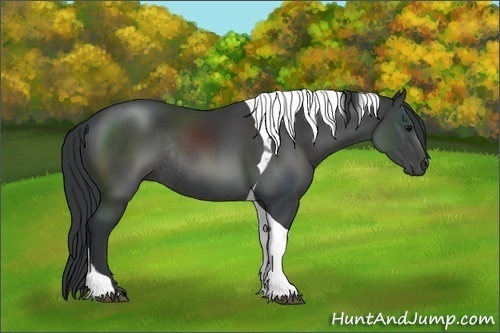 Horse Color:Black Sabino Tobiano Rabicano