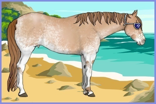 Horse Color:White Spotted Bay Pearl Tobiano 