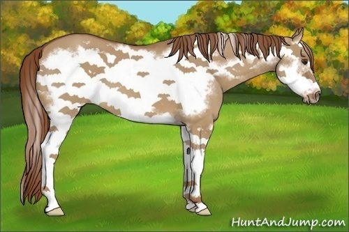 Horse Color:Red Dun Splash Frame