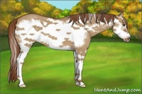 Horse Color:Red Dun Splash Frame