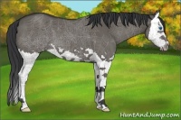 Horse Color:Grullo Splash 