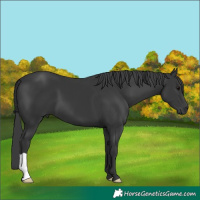 Horse Color:Black 