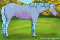 Horse Color:Watercolor Bay 