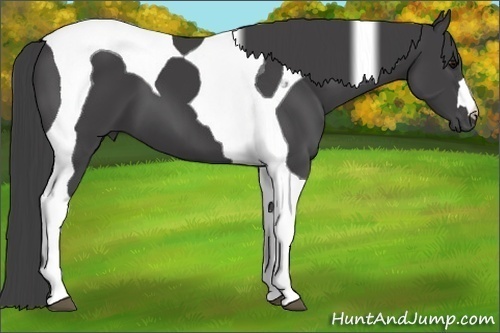 Horse Color:Smoky Black Tobiano 
