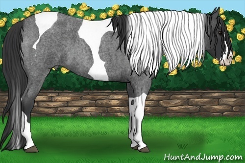 Horse Color:Blue Roan Splash Tobiano