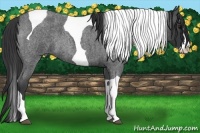 Horse Color:Blue Roan Splash Tobiano 